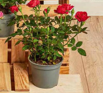 Gazetka 04 / 2026, strona 13 promocja w Dino