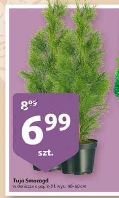 Tuja smaragd don. 60-80 cm promocja