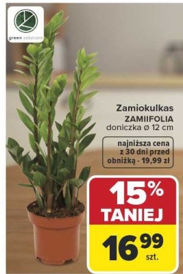 Zamiokulkas ZAMIIFOLIA Ø 12 cm promocja w Carrefour