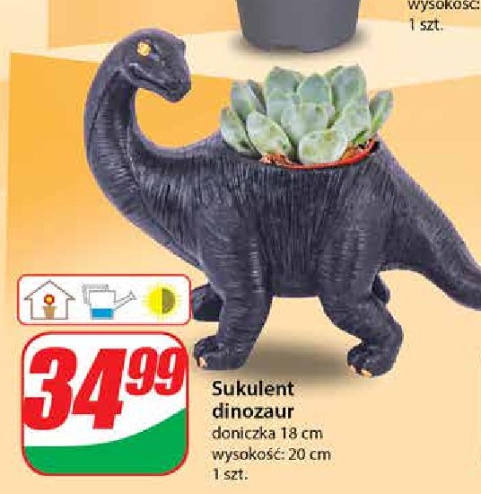 Sukulent dinozaur 18 cm promocja
