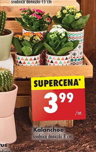 Kalanchoe w ozdobnej doniczce 18 cm promocja