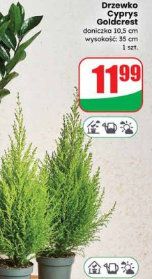Drzewko Cyprys Goldcrest 10,5cm promocja w Dino