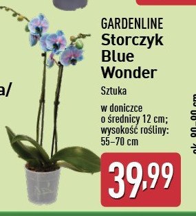 Storczyk blue wonder don 12 cm GARDEN LINE promocja w Aldi