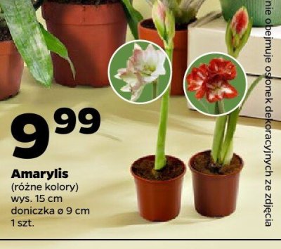 Amaryllis (różne kolory) promocja w Netto