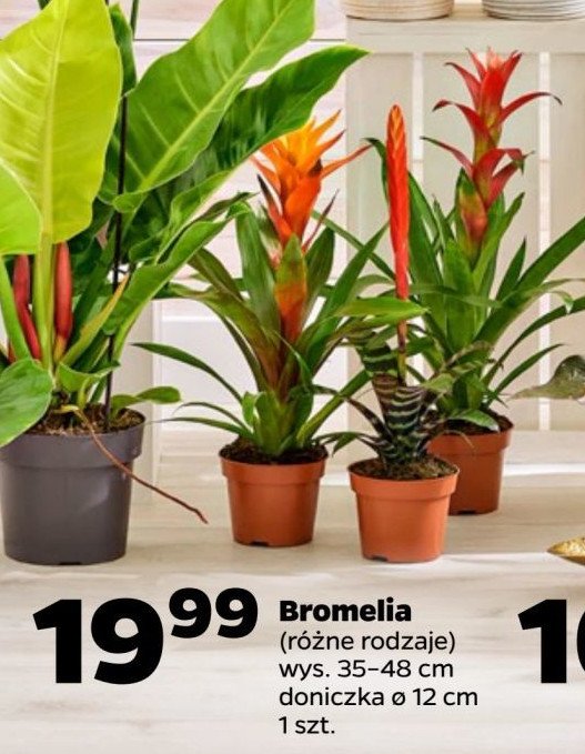 Bromelia doniczka śr. 12 cm promocja w Netto