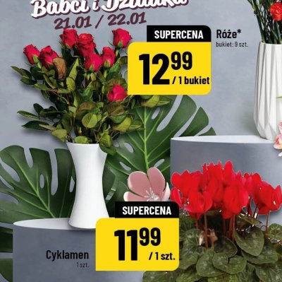 Cyklamen promocja w POLOmarket