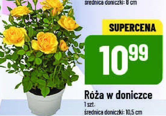 R贸偶a 10.5 cm promocja