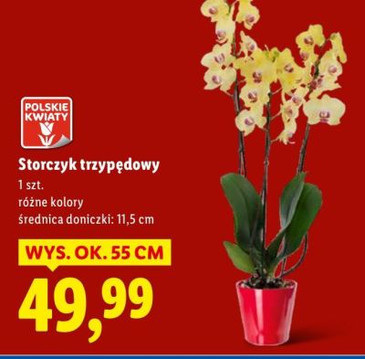 Storczyk trzynędowy promocja w Lidl
