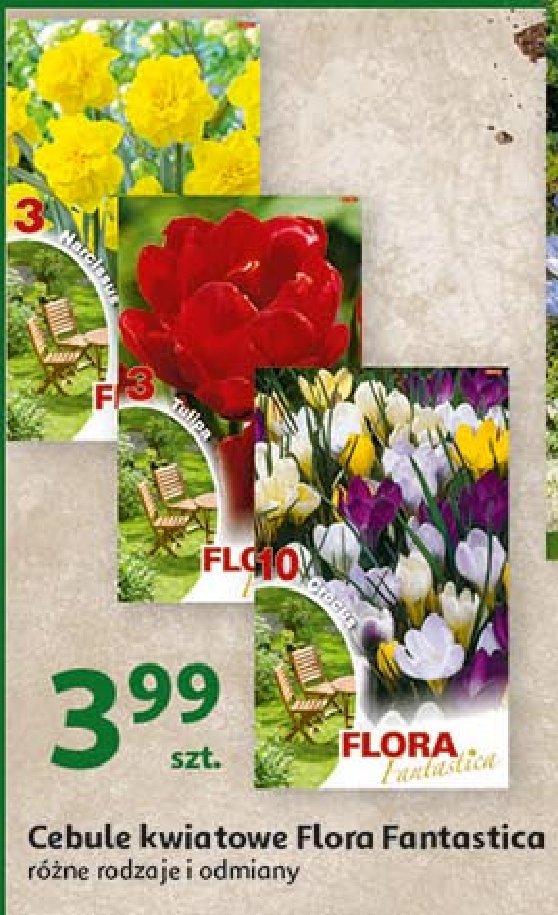 Cebule kwiatowe krokus promocja