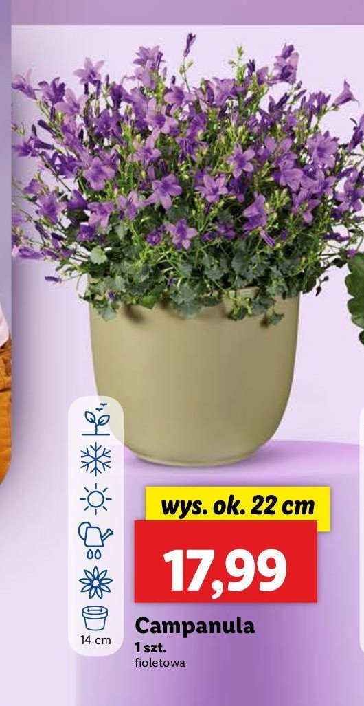 Campanula promocja w Lidl