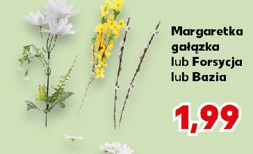 Ga艂膮zka forsycji promocja