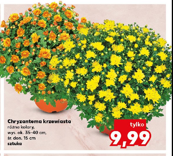 Chryzantema krzewiasta śr. don. 15 cm promocja