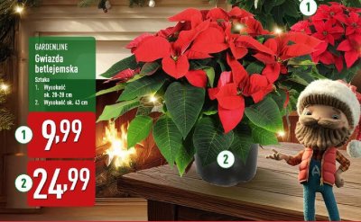 Gwiazda betlejemska GARDENLINE wysokość ok. 20-28 cm promocja w Aldi