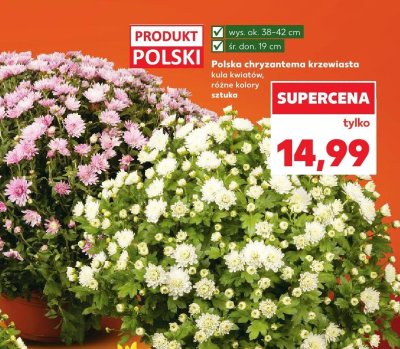 Polska chryzantema krzewiasta kula kwiatów promocja w Kaufland