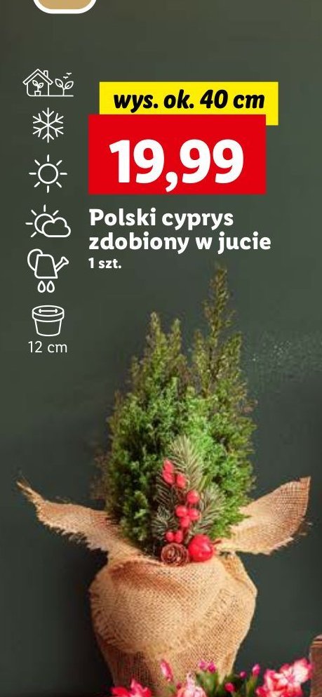 Cyprys w jucie 40 cm don. 12 cm promocja