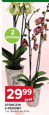 Storczyk 2-pędowy promocja w Stokrotka