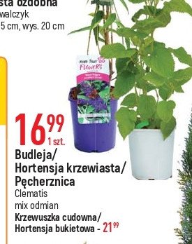 Krzewuszka cudowna promocja