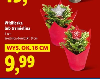 Widliczka lub trzmielina promocja w Lidl