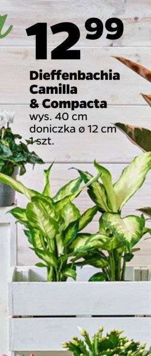 Dieffenbachia camilla 12 cm promocja