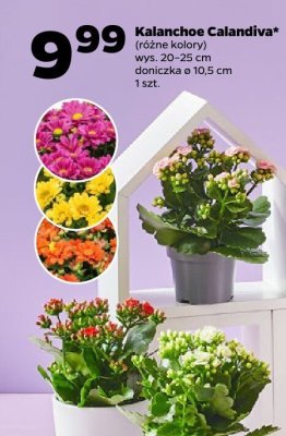 Kalanchoe Calandiva (różne kolory) promocja w Netto