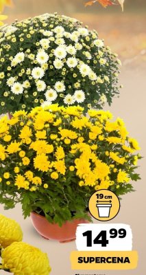 Chryzantema drobnokwiatowa różne kolory promocja w Netto