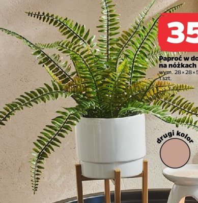 Paproć w doniczce na nóżkach promocja w Netto