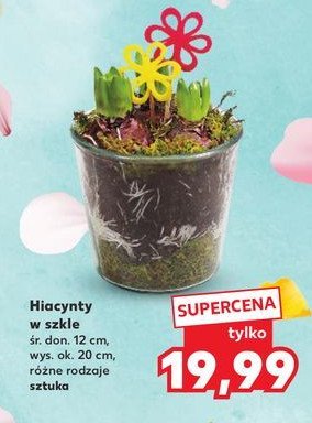 Hiacynt w szkle don. 12 cm promocja w Kaufland