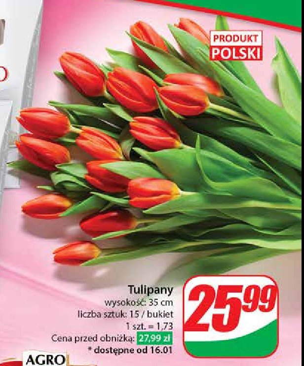 Tulipany 35 cm promocja w Dino