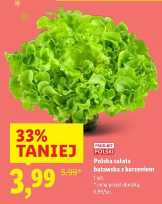 Sałata polska batawska z korzeniem promocja w Lidl