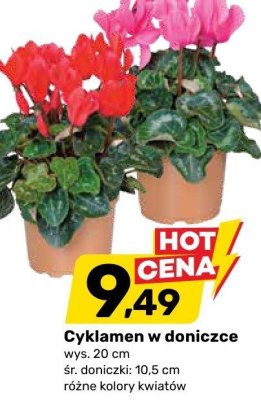 Cyklamen w doniczce 10,5 cm Bricomarche promocja