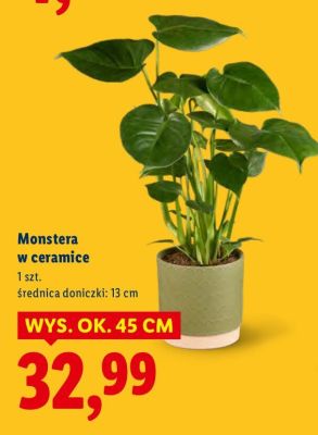Roślina Monstera w ceramice promocja w Lidl