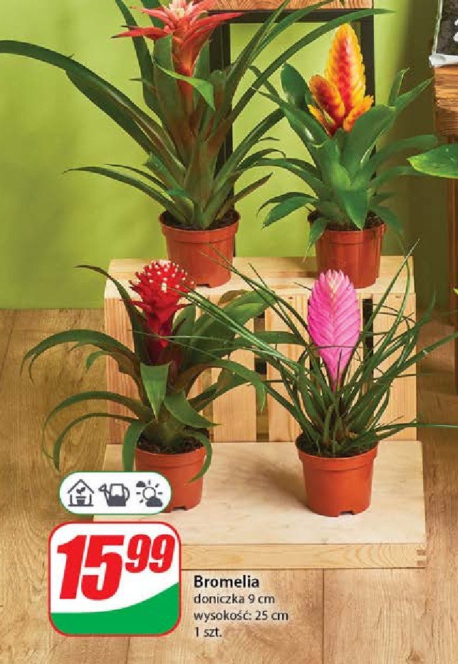 Bromelia promocja