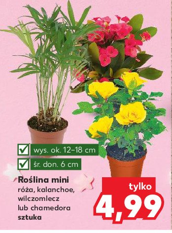 Wilczomlecz mini w doniczce 6 cm promocja