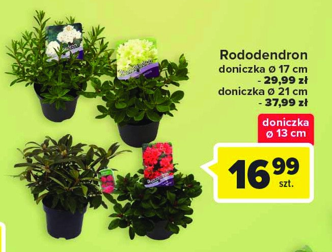 Rododendron śr. don. 13 cm promocja