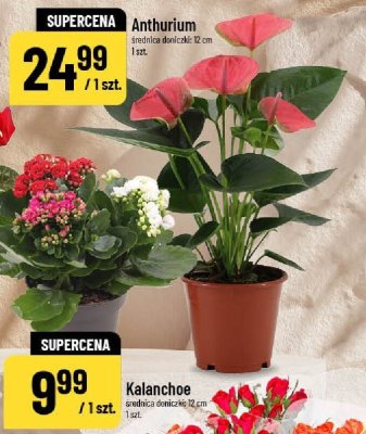 Anthurium promocja w POLOmarket