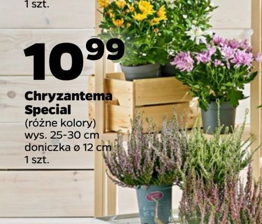 Chryzantema specjal 12 cm promocja