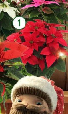 Gwiazda betlejemska promocja w Aldi