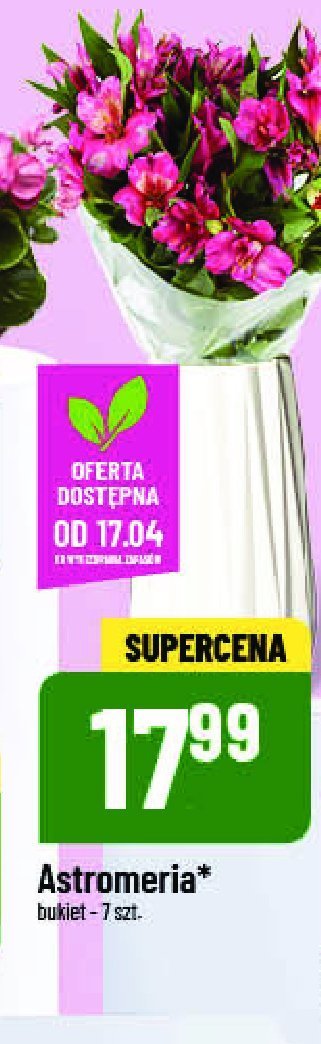 Astromeria promocja