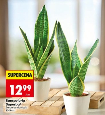 Sansevieria Superba roślina doniczkowa 10,5 cm promocja w Biedronka