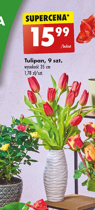 Tulipany promocja