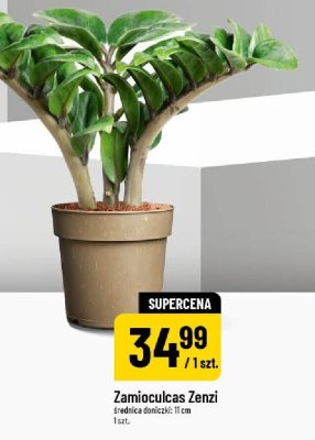 Zamioculcas Zenzi średnica doniczki 11 cm 1 szt. promocja w POLOmarket