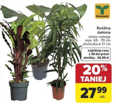 Roślina zielona różne rodzaje wys. 65 - 70 cm doniczka ø 17 cm promocja w Carrefour