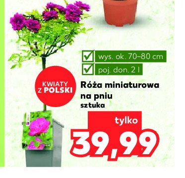 R贸偶a miniaturowa na pniu 2 l promocja