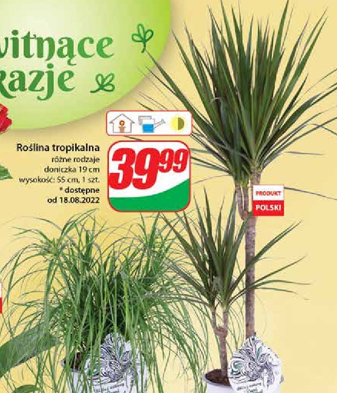 Roślina tropikalna 20 cm promocja