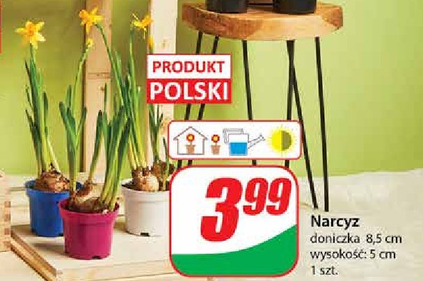 Narcyz 8.5 cm promocja