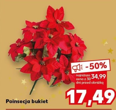 Poinsecja bukiet promocja w Kaufland