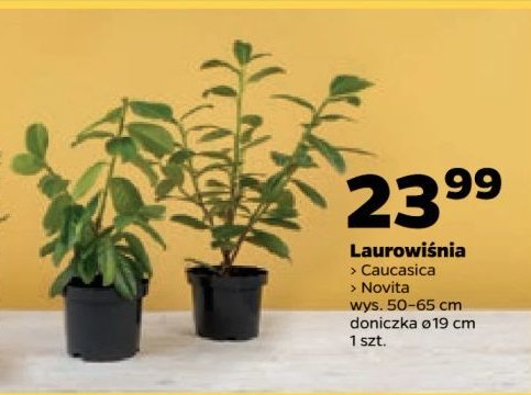 Laurowi艣nia novita promocja