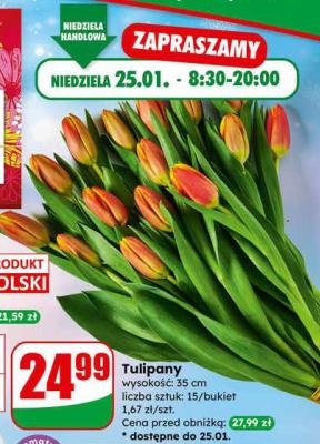 Tulipany wysokość 35 cm promocja w Dino