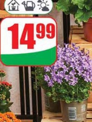 Roślina Campanula Blue Ocean promocja w Dino