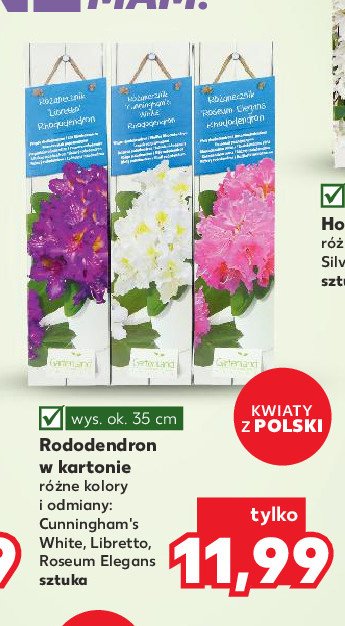 Rododendron libretto promocja